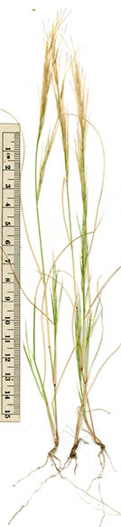  Aristida adscensionis